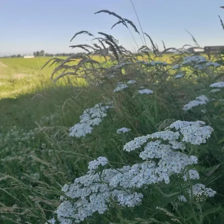 De Groene Bollenschuur 3*